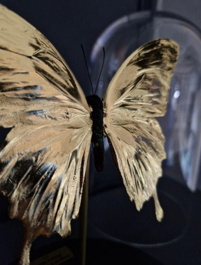 Artwork - Unieke 23kt bladgoud vergulde Ulysses vlinder - JungleHome